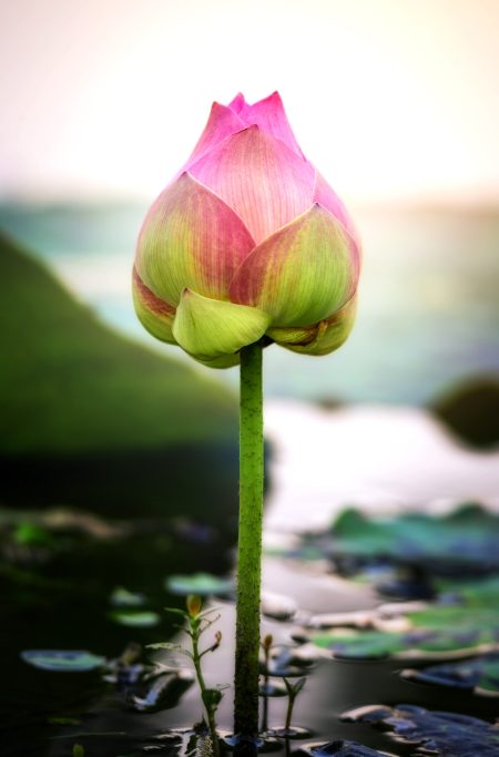 Beautiful Pink Lotus Flower or Water Lily in the Pond with Sunlight Background